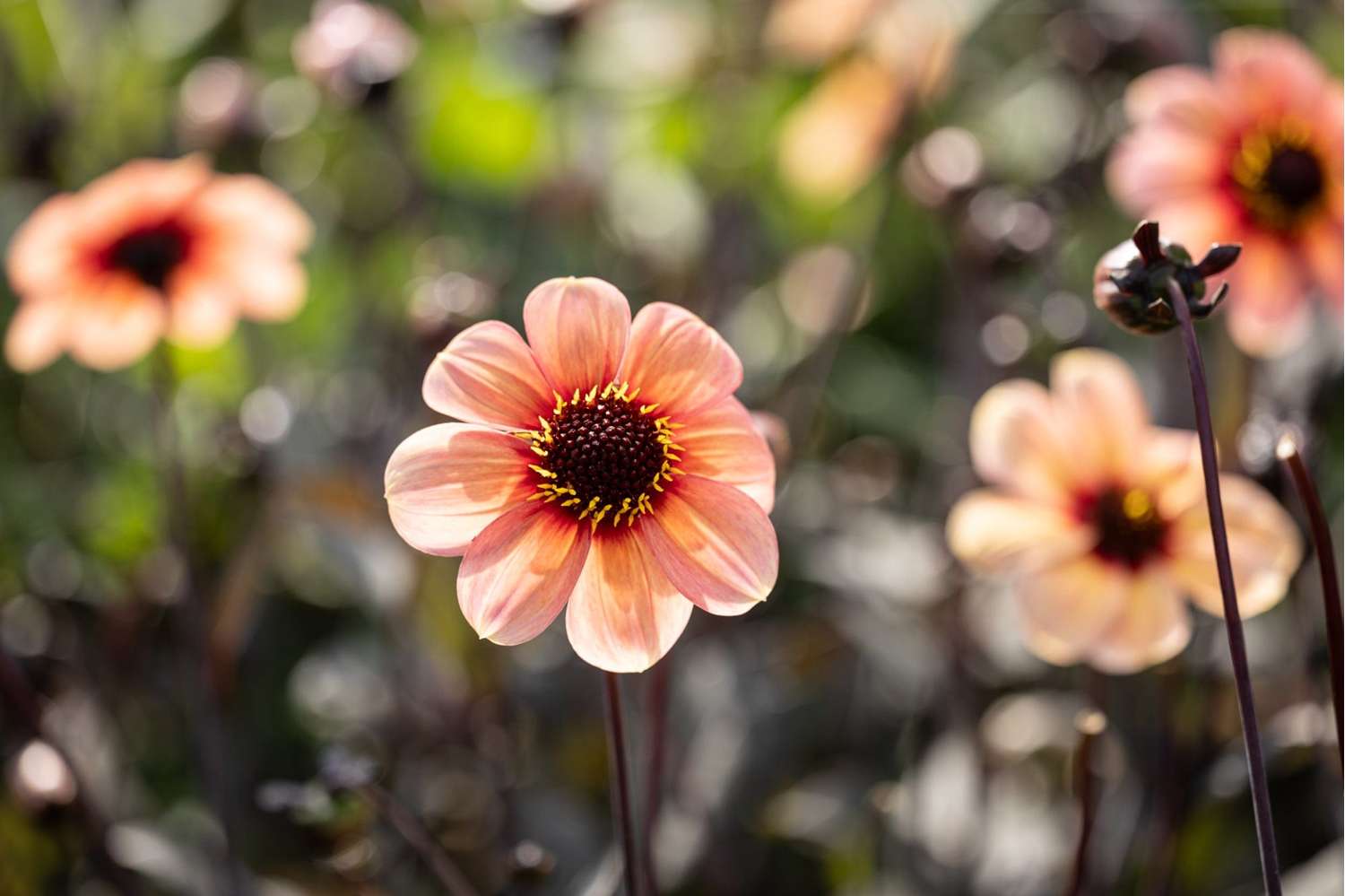 Dahlia 'Happy Single Kiss'